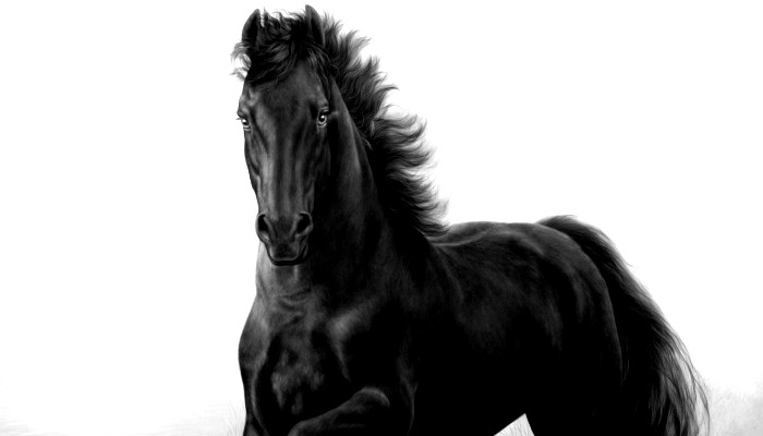 Лошадь черный. Мустанг лошадь черный. Лошадь на черном фоне. Картина черная лошадь. Книга черный конь